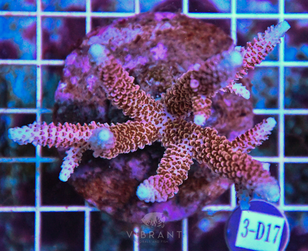Acro INDO