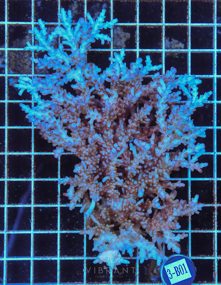 Acro Ultra SOL
