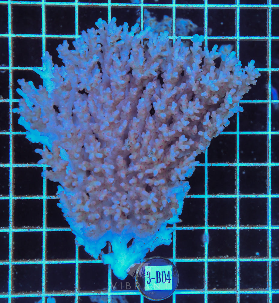 Acro Ultra SOL