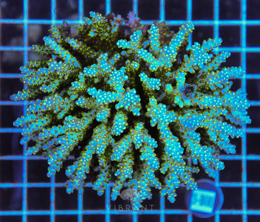 Acro Ultra SOL