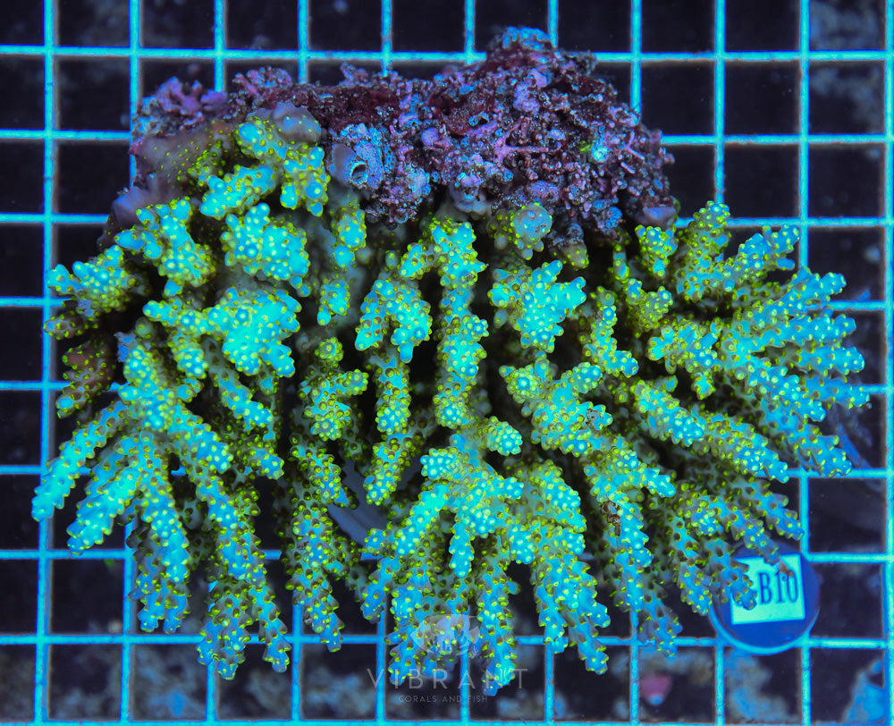Acro Ultra SOL