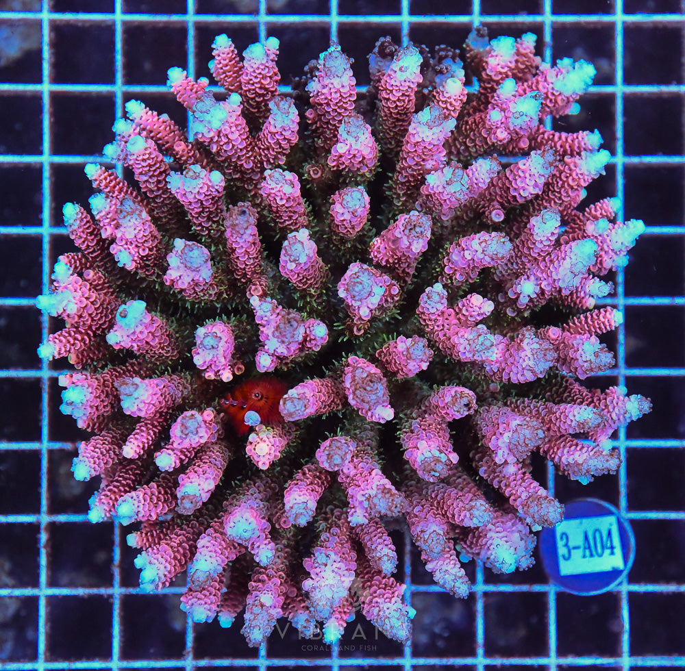 Acro Ultra SOL JUMBO