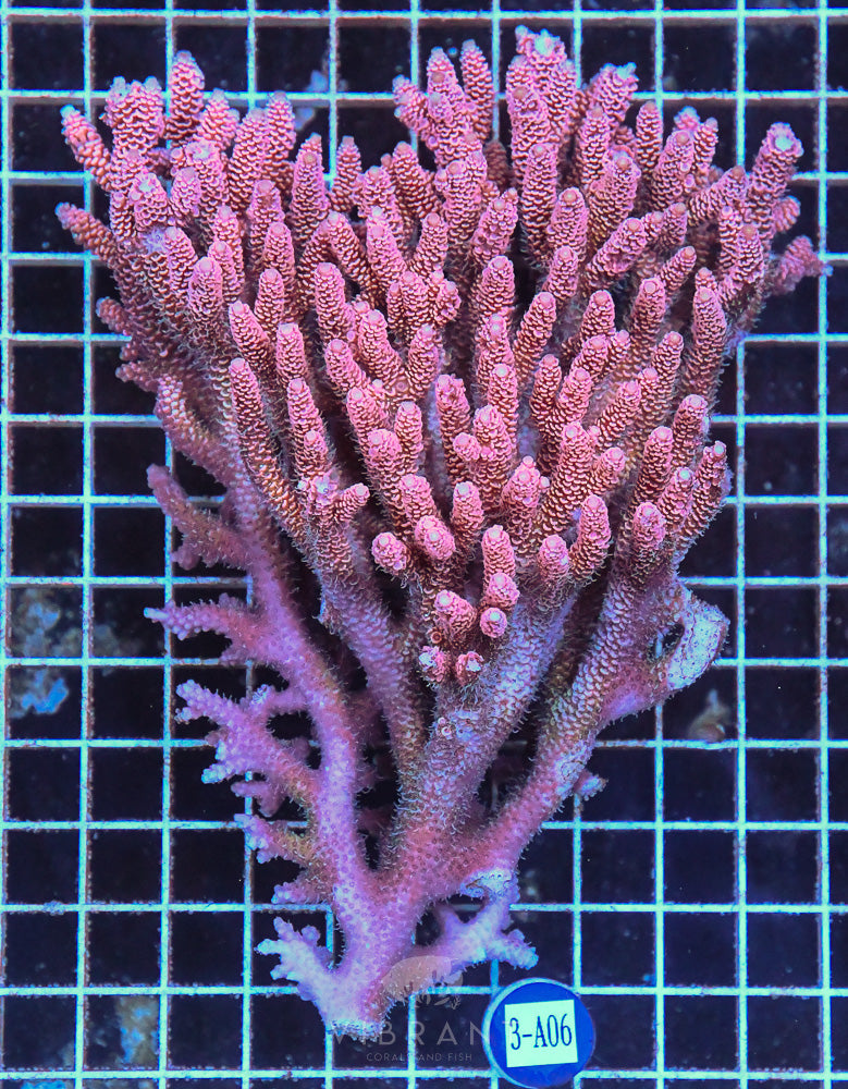 Acro Ultra SOL JUMBO