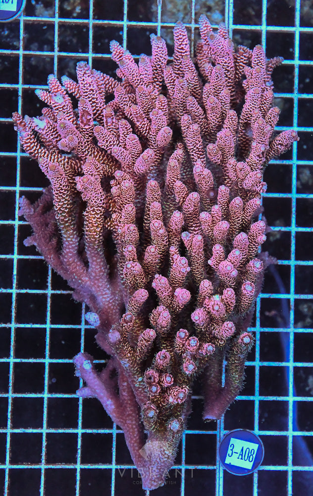 Acro Ultra SOL JUMBO