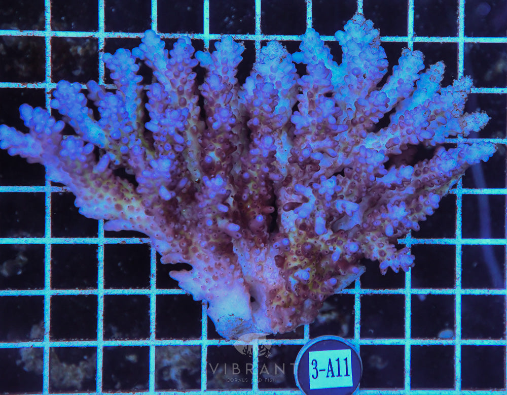 Acro Ultra SOL