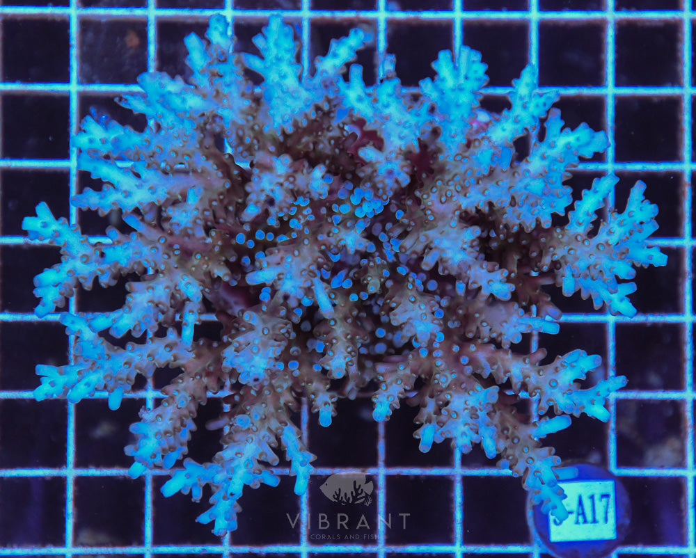 Acro Ultra SOL