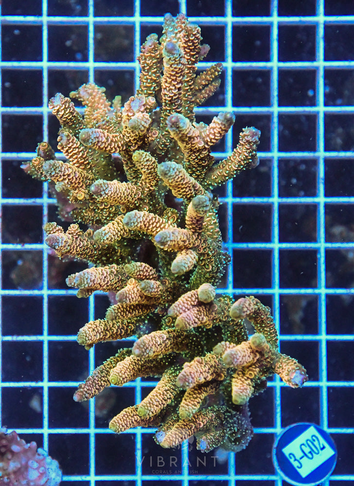 Acro Ultra SOL
