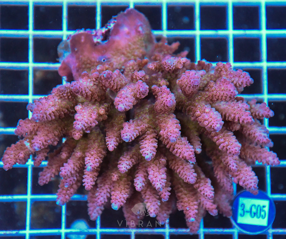 Acro Ultra SOL