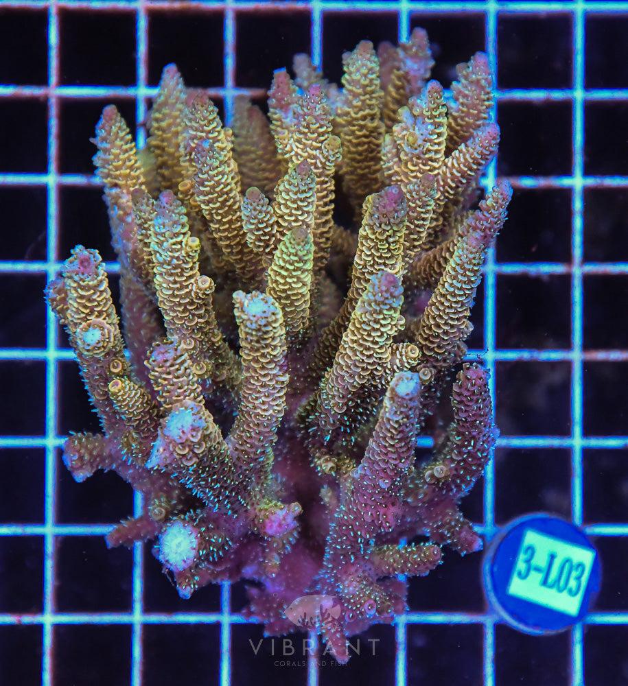 Acro Ultra SOL