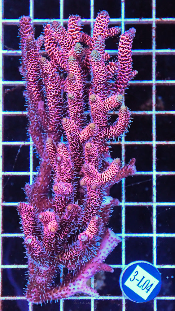 Acro Ultra SOL