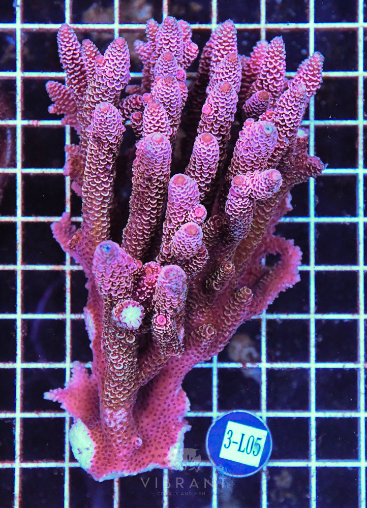 Acro Ultra SOL