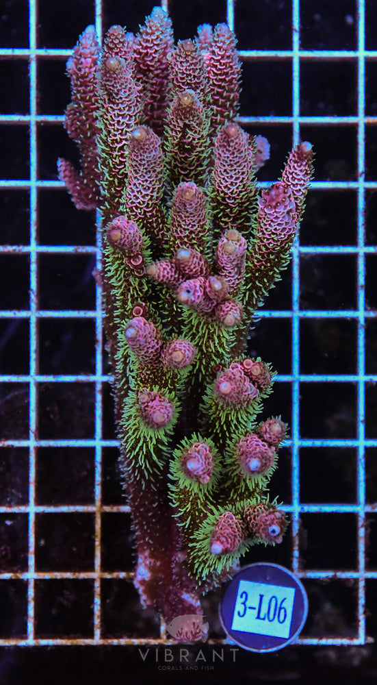 Acro Ultra SOL