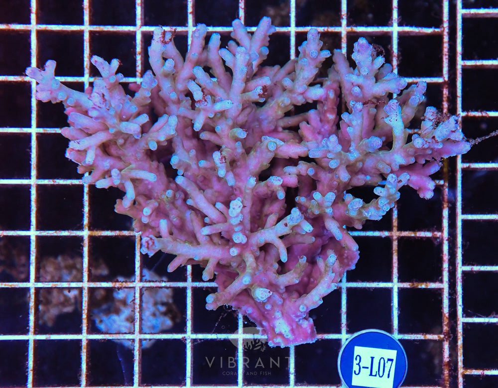 Acro Ultra SOL