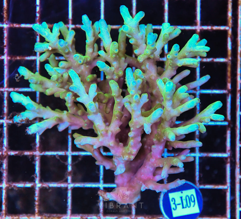 Acro Ultra SOL