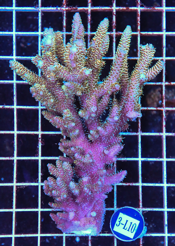 Acro Ultra SOL