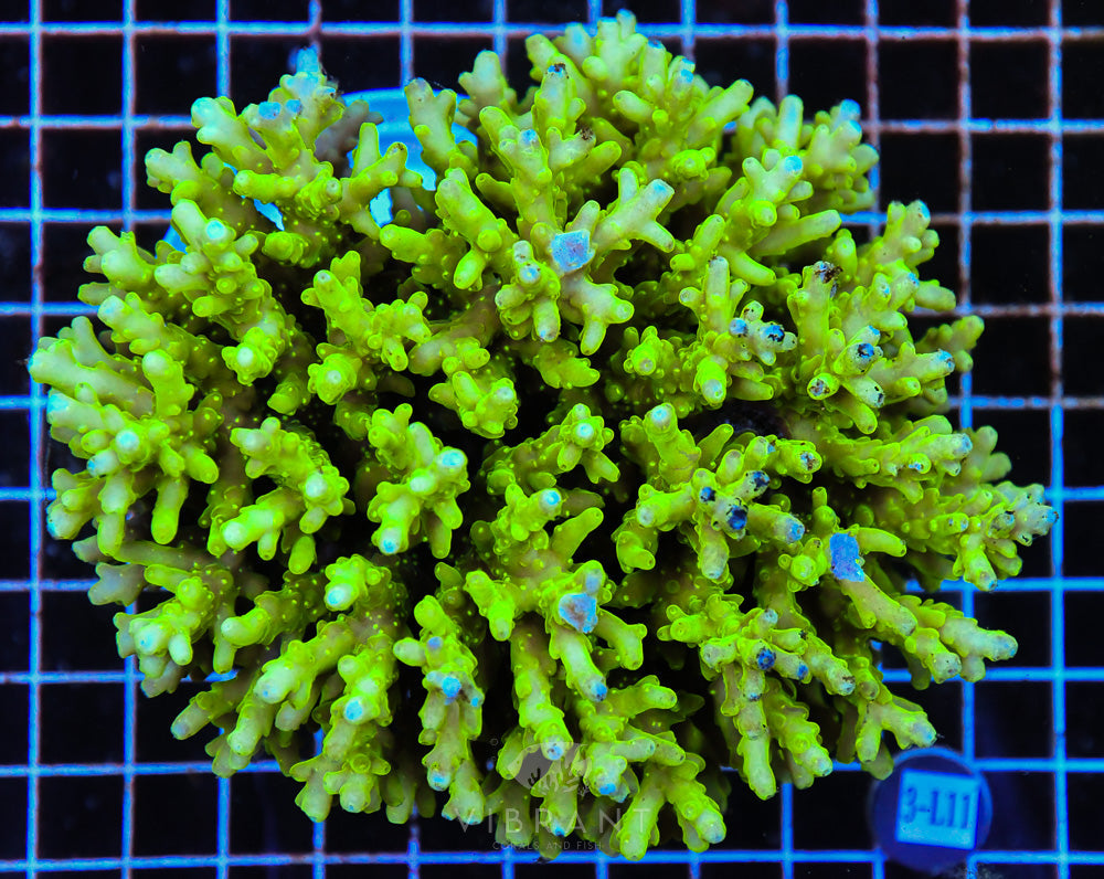 Acro Ultra SOL