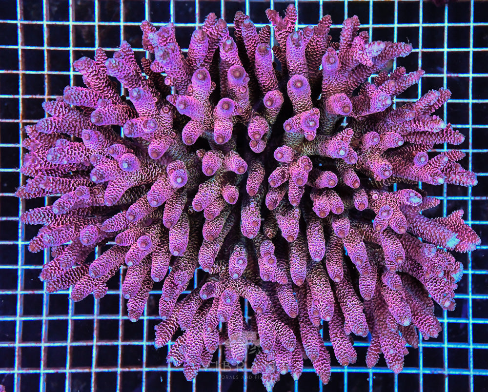Acro Ultra SOL