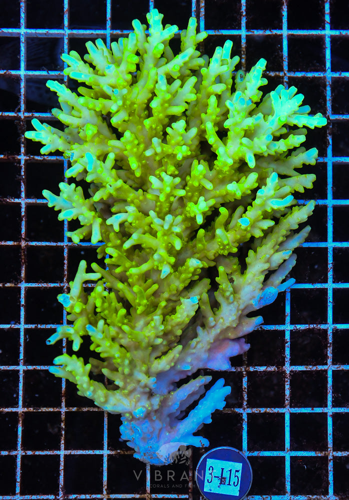 Acro Ultra SOL