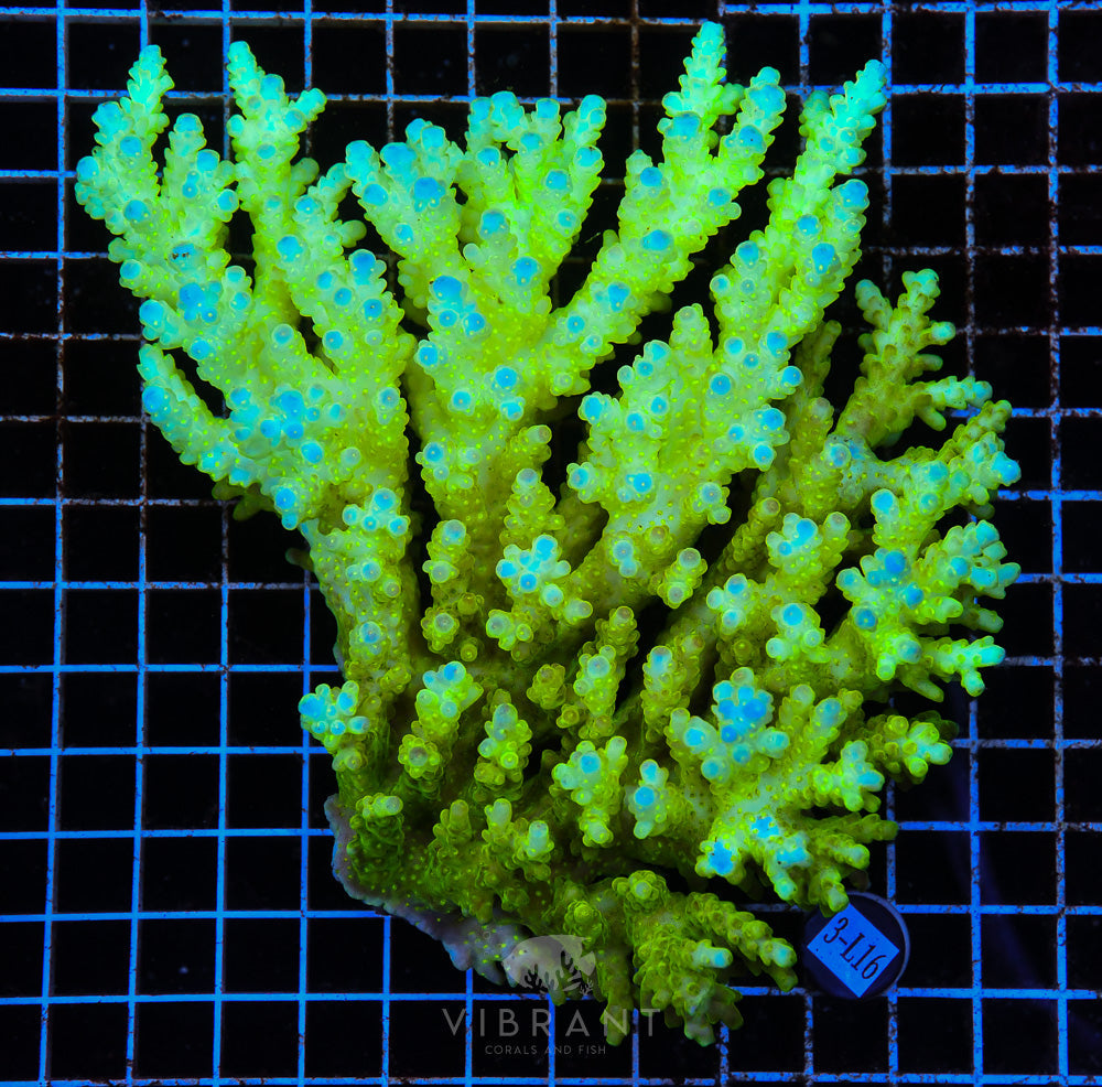 Acro Ultra SOL