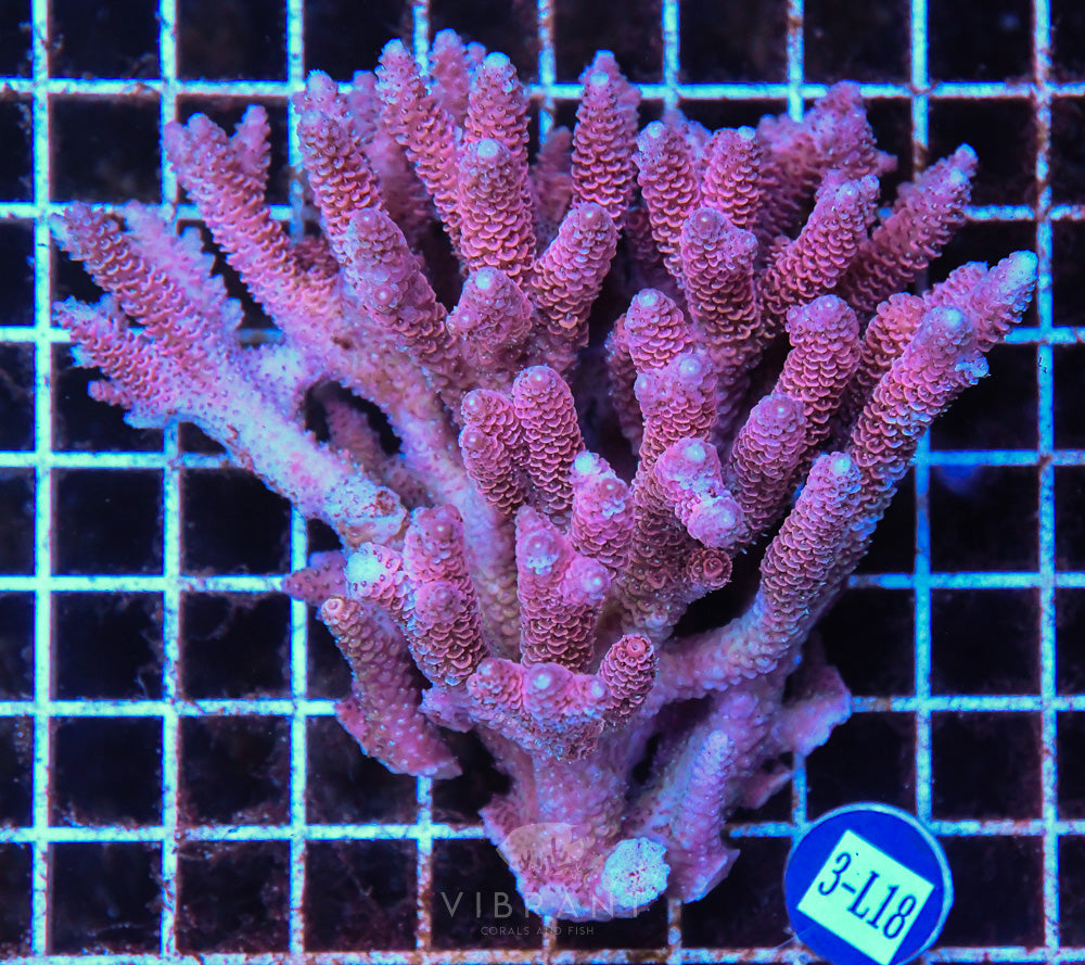 Acro Ultra SOL