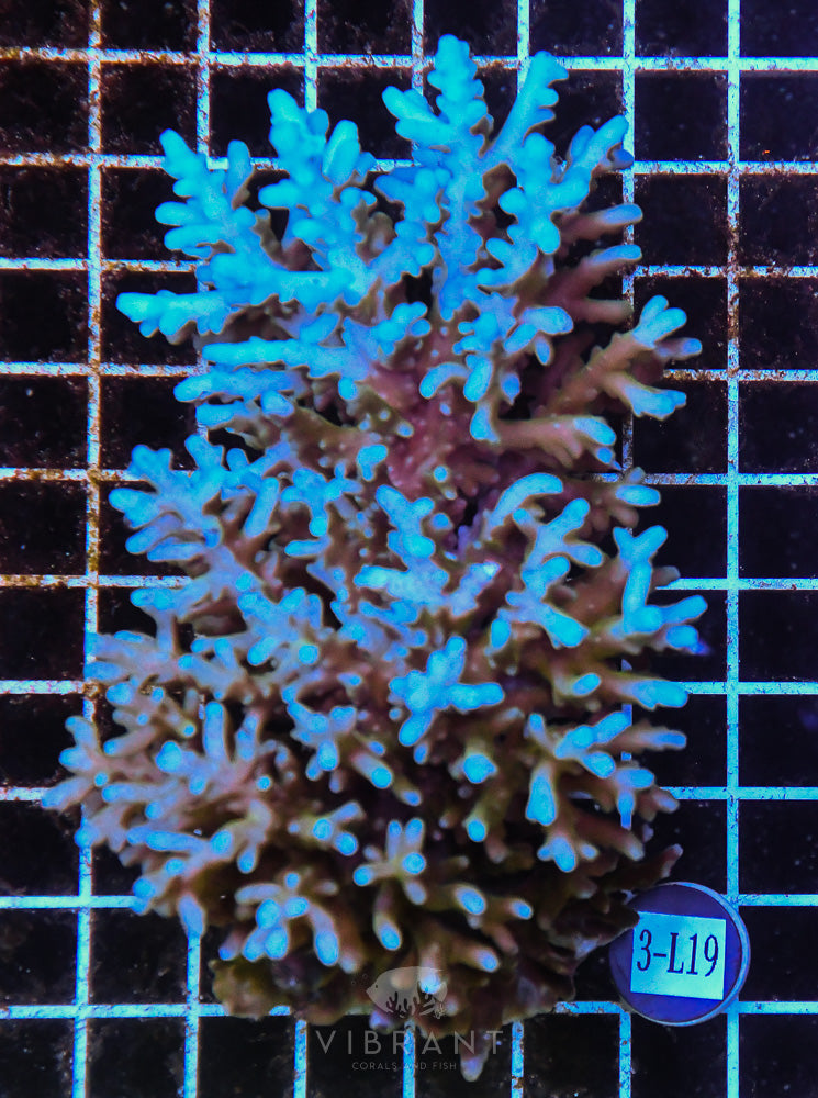 Acro Ultra SOL