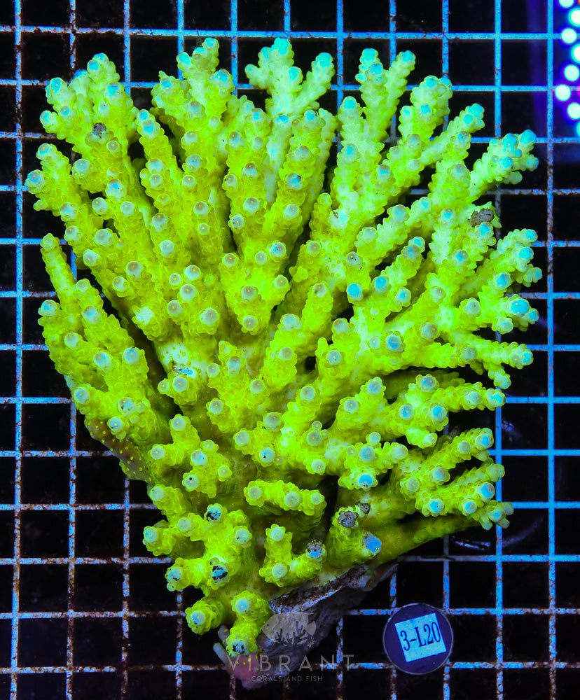 Acro Ultra SOL