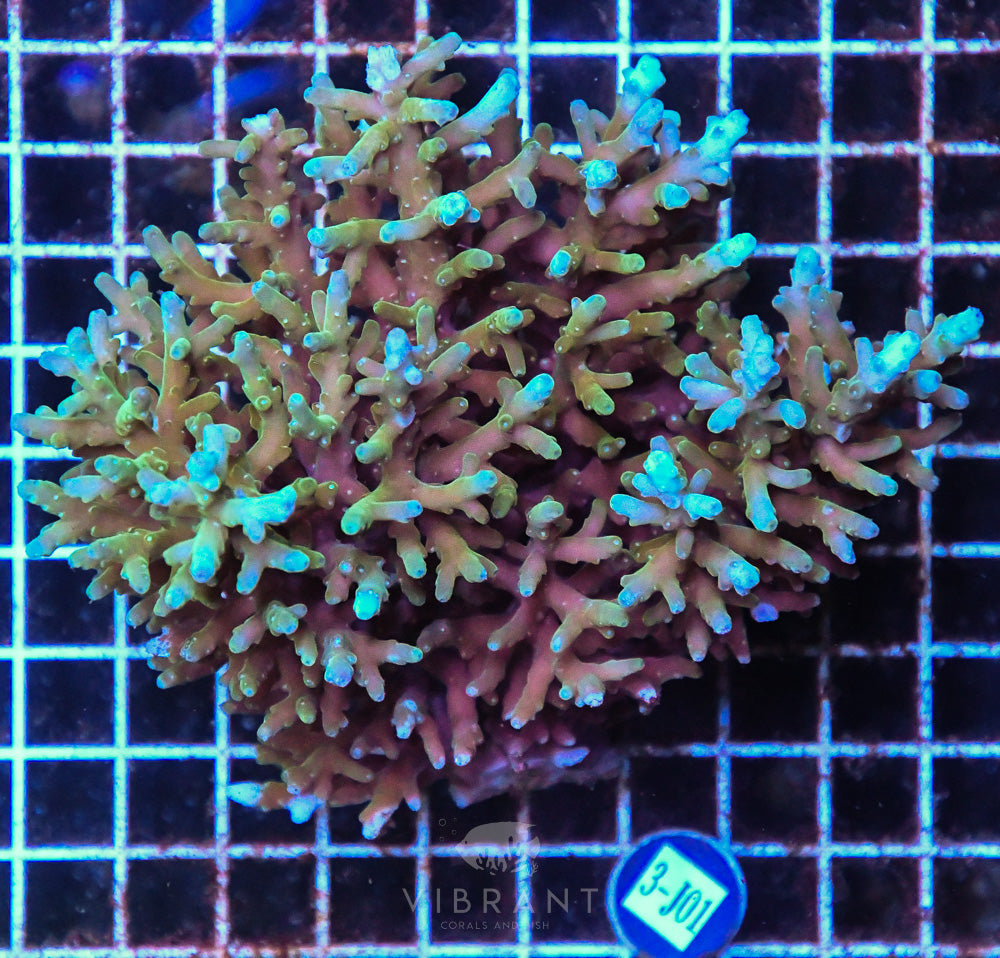 Acro Ultra SOL