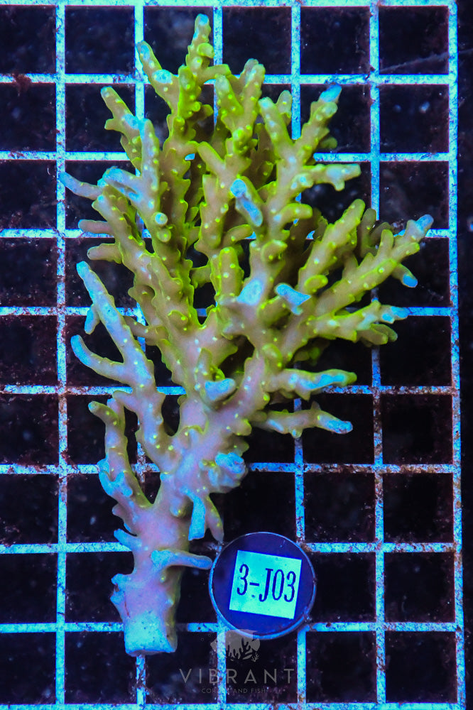 Acro Ultra SOL