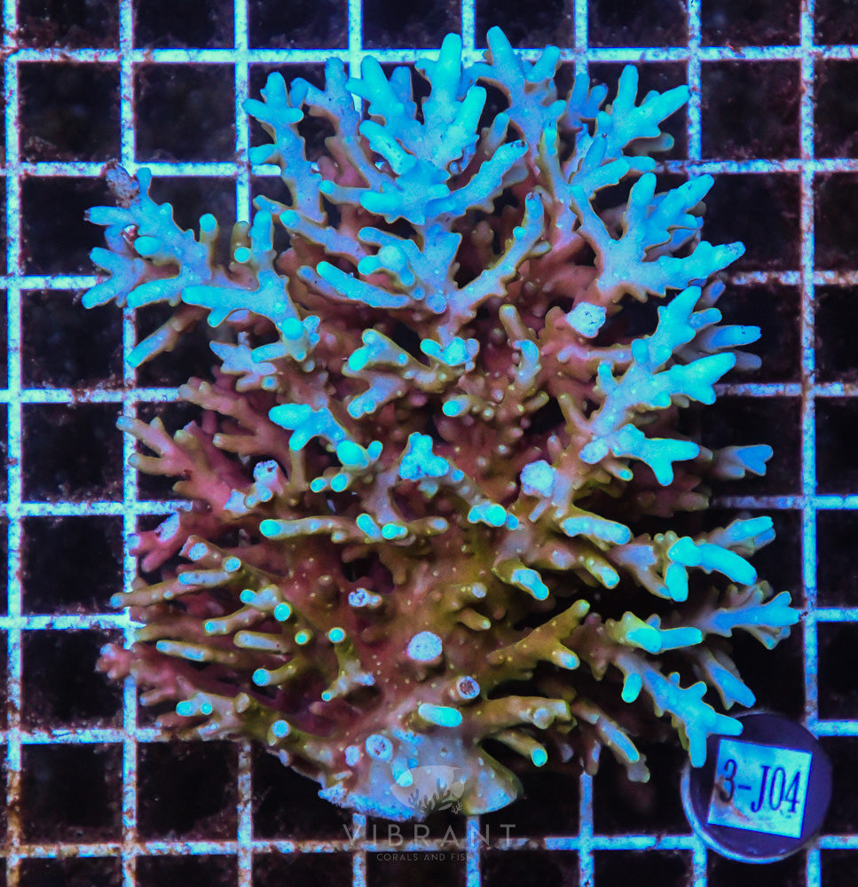 Acro Ultra SOL