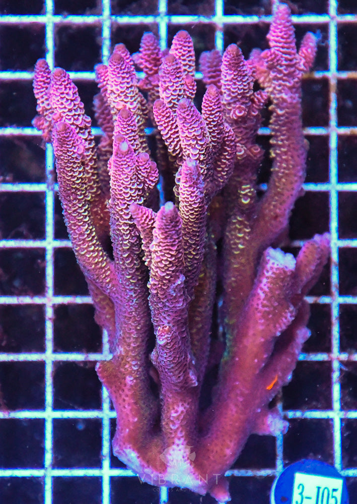 Acro Ultra SOL