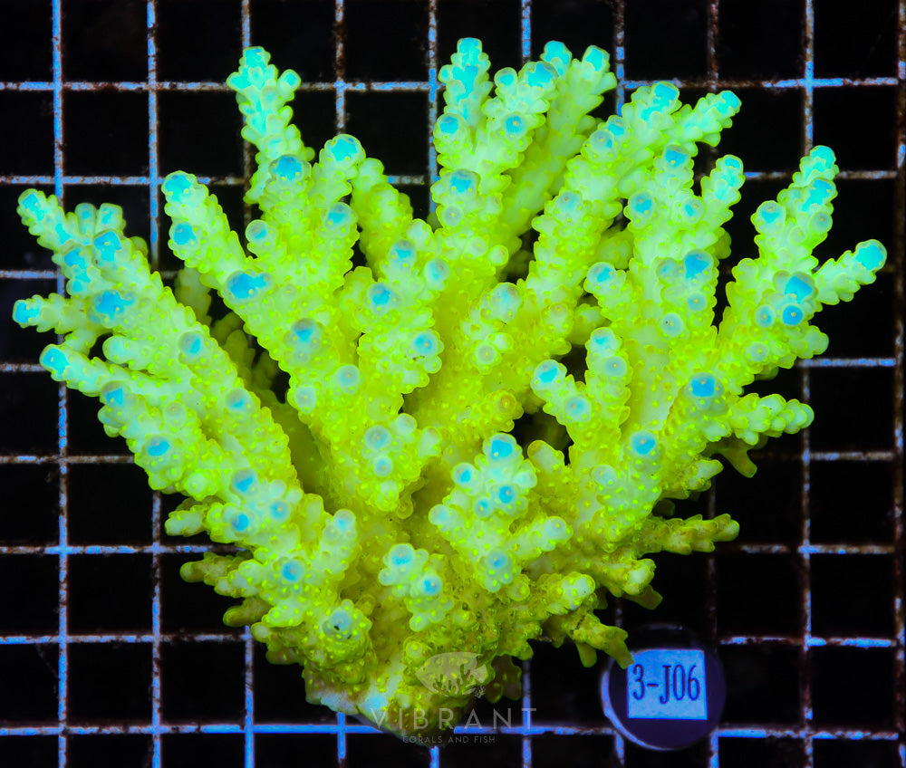 Acro Ultra SOL