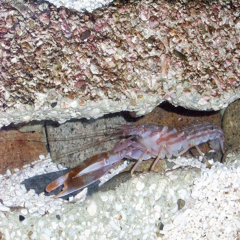 Tiger Pistol Shrimp (Alpheus bellulus)