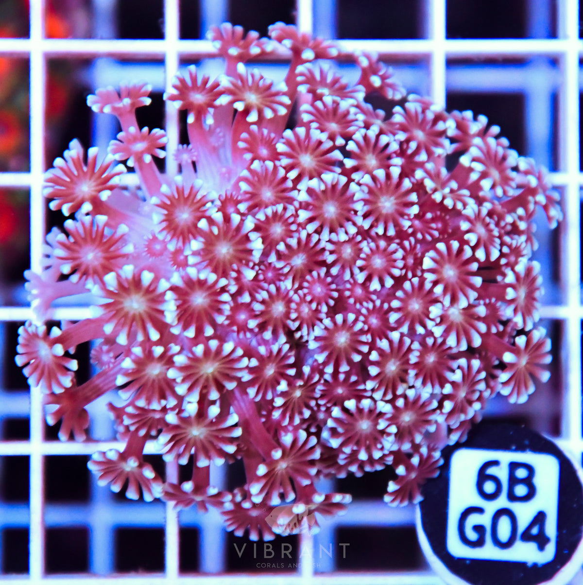 Alveopora WAUS