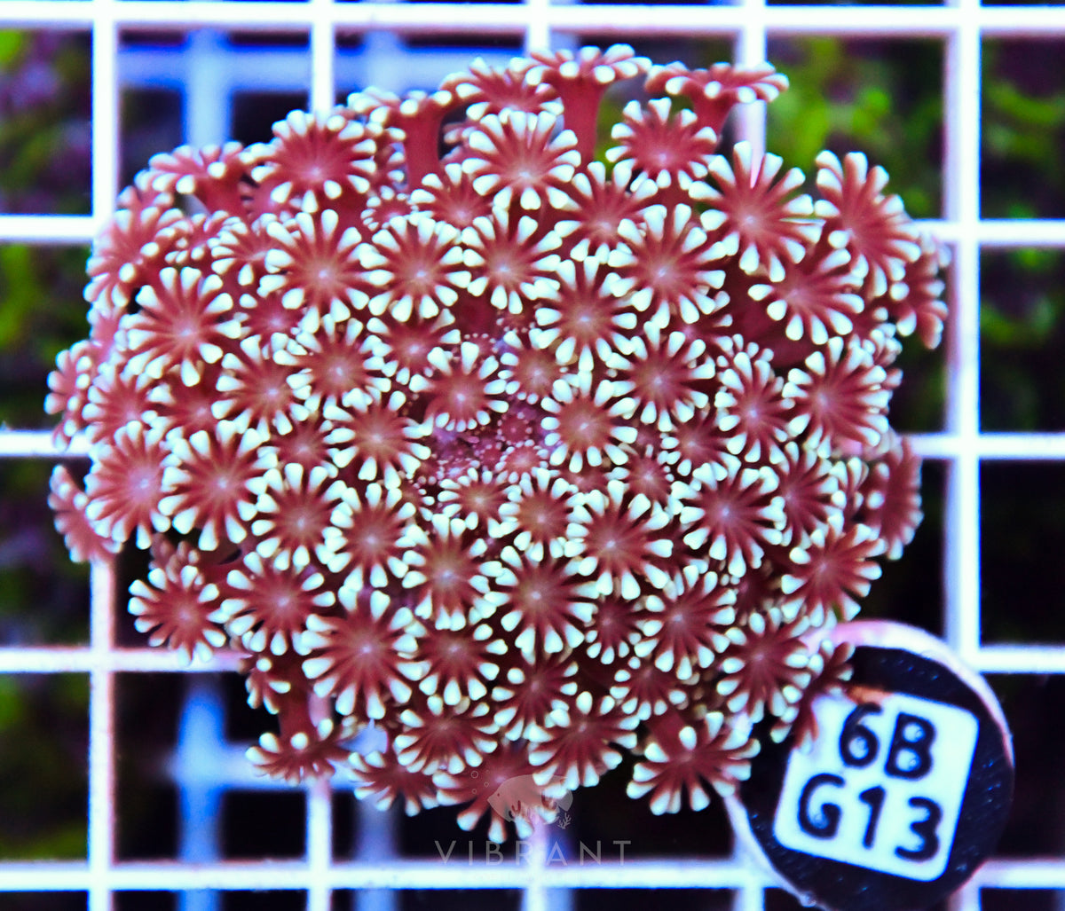 Alveopora WAUS