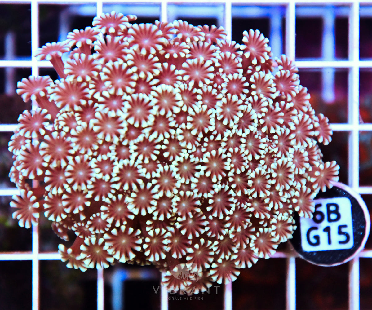 Alveopora WAUS