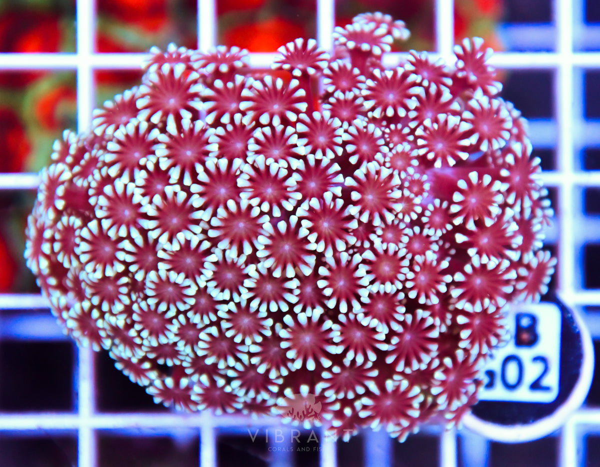 Alveopora WAUS