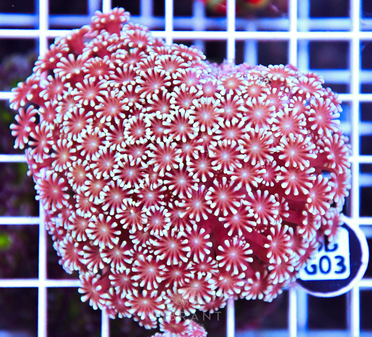 Alveopora WAUS