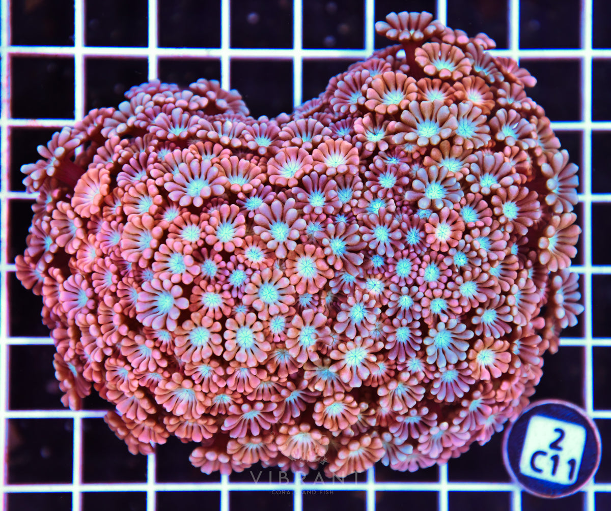 Alveopora AUS