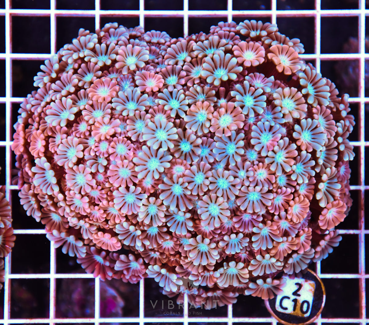 Alveopora AUS