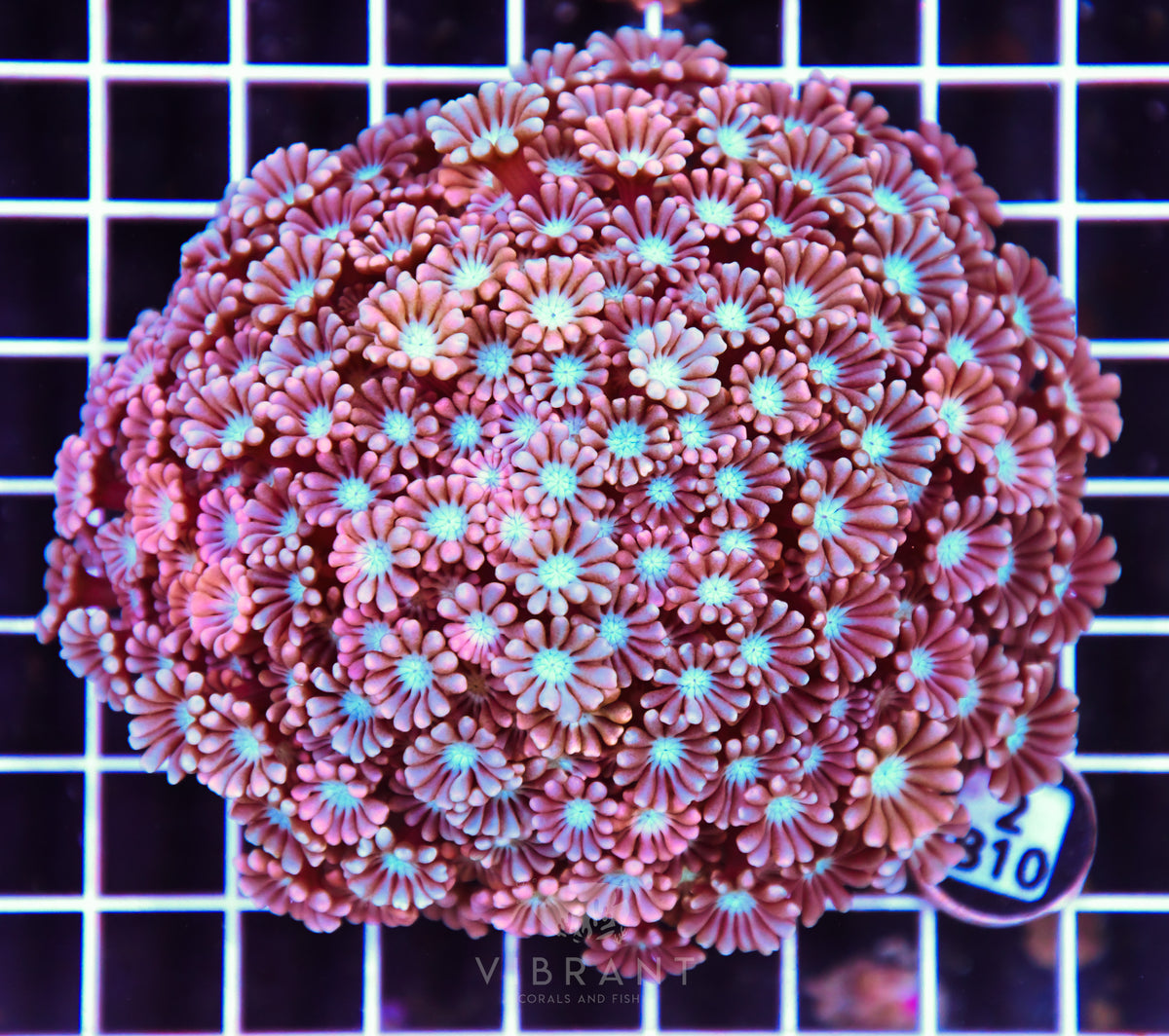 Alveopora AUS