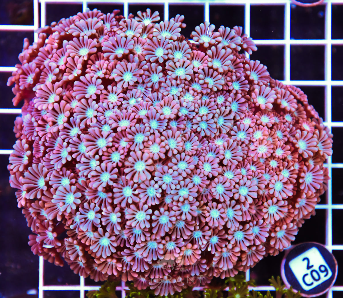 Alveopora AUS