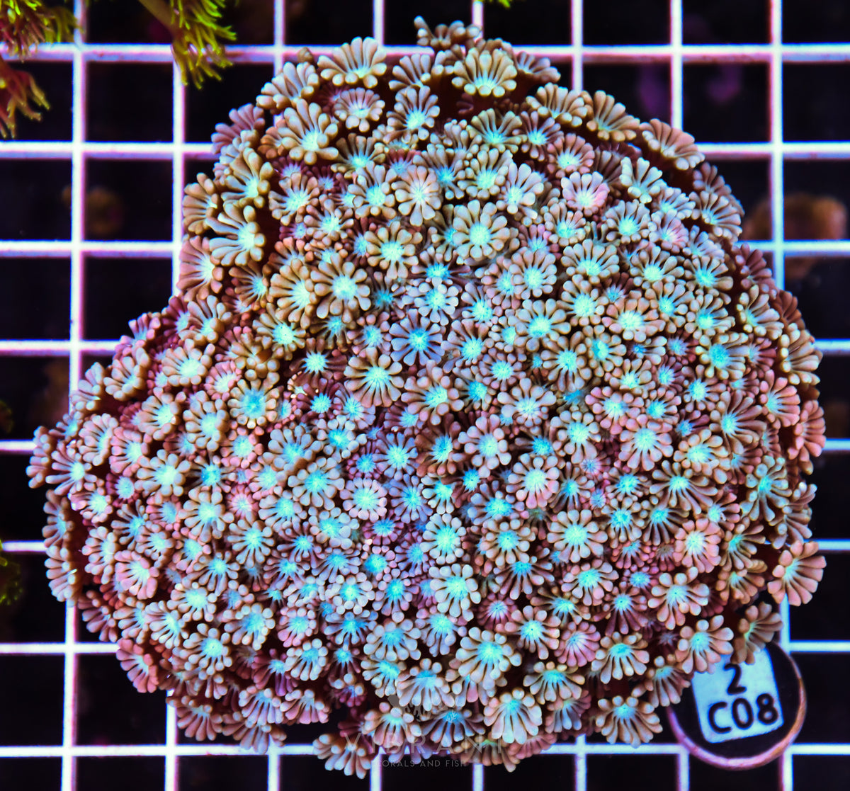 Alveopora AUS