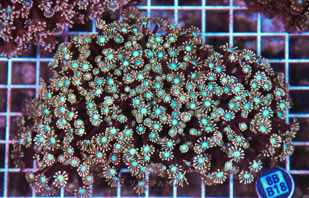 Alveopora Ultra AUS