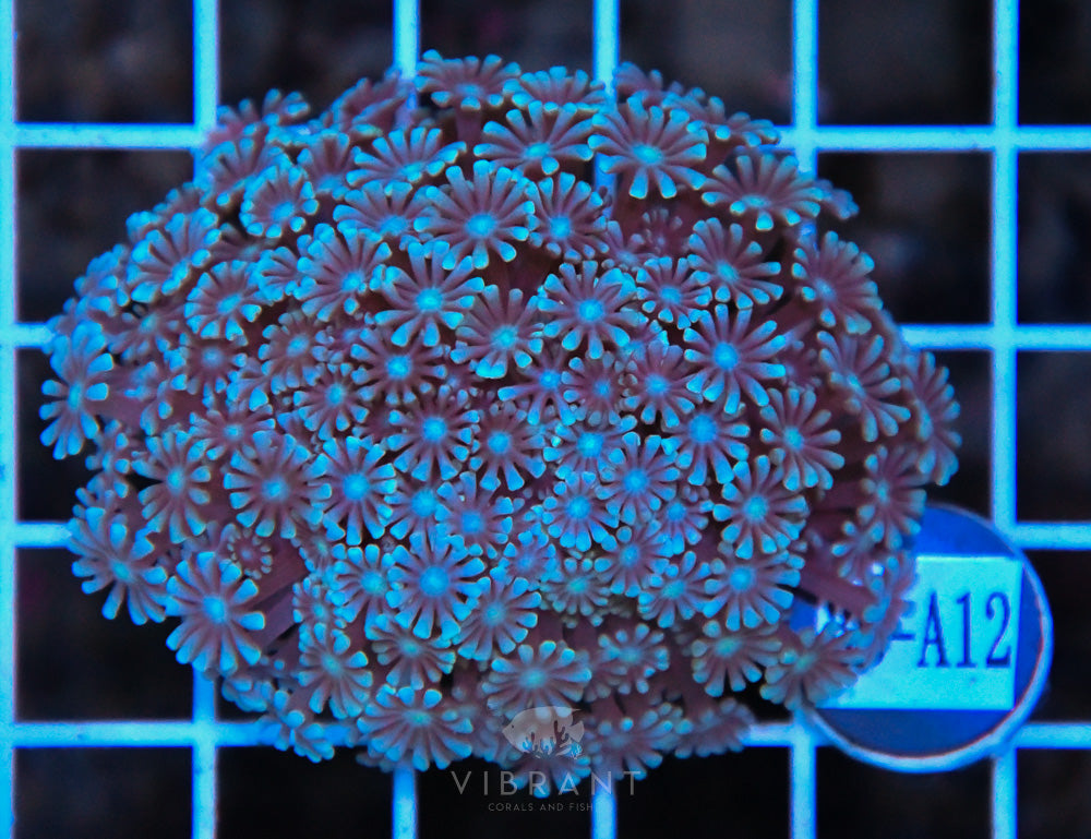 Alveopora WAUS