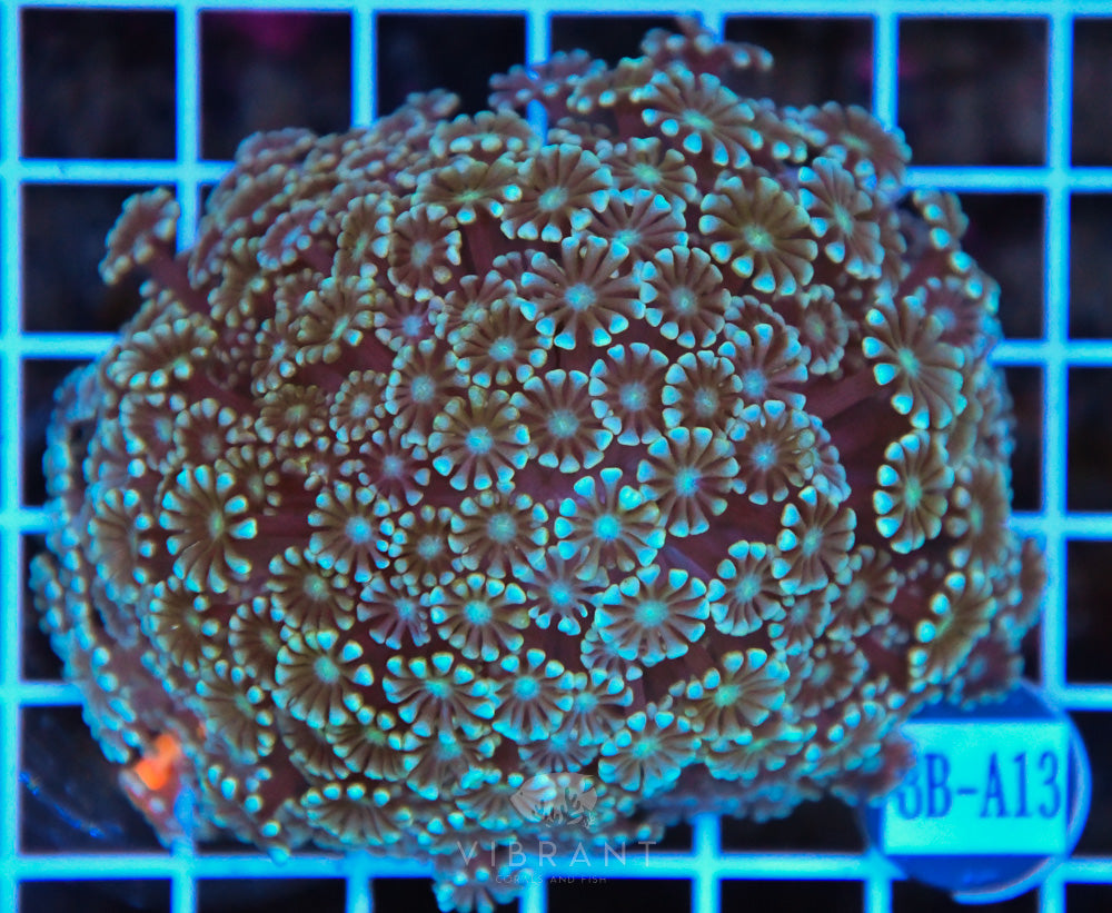Alveopora WAUS