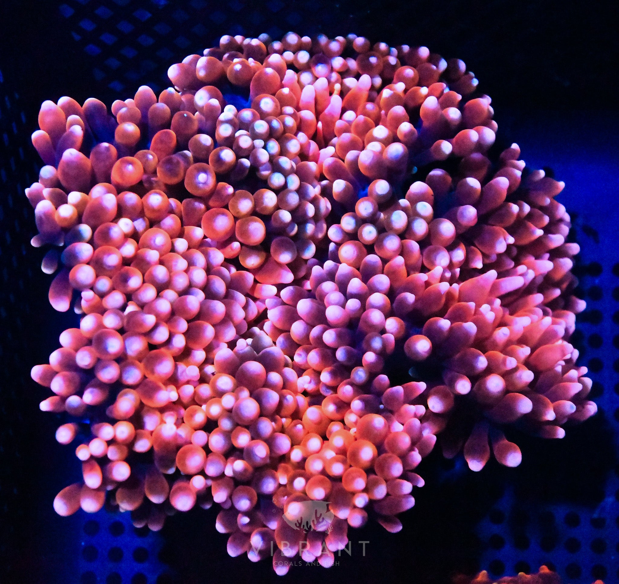 Bubble Tip Ultra Anemone