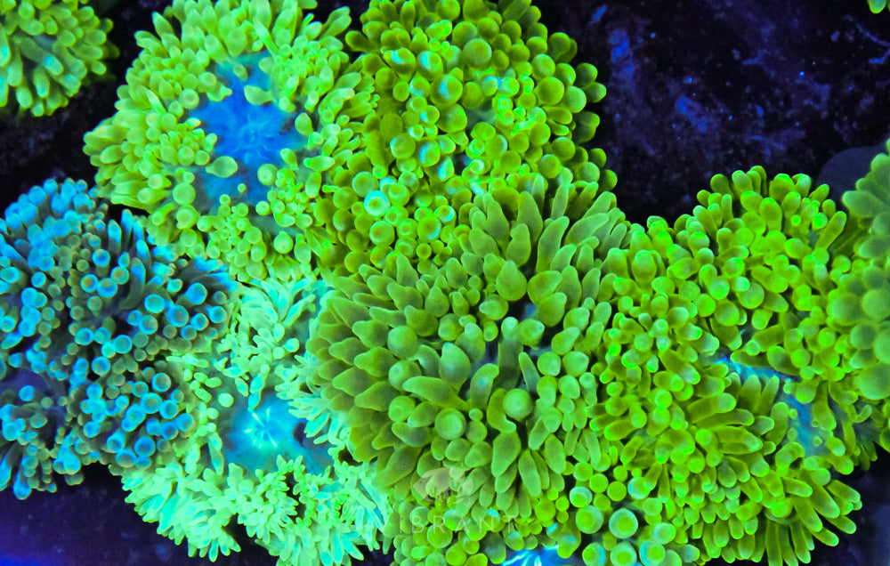 Mixed Green Anemone 6pk SAMPLE