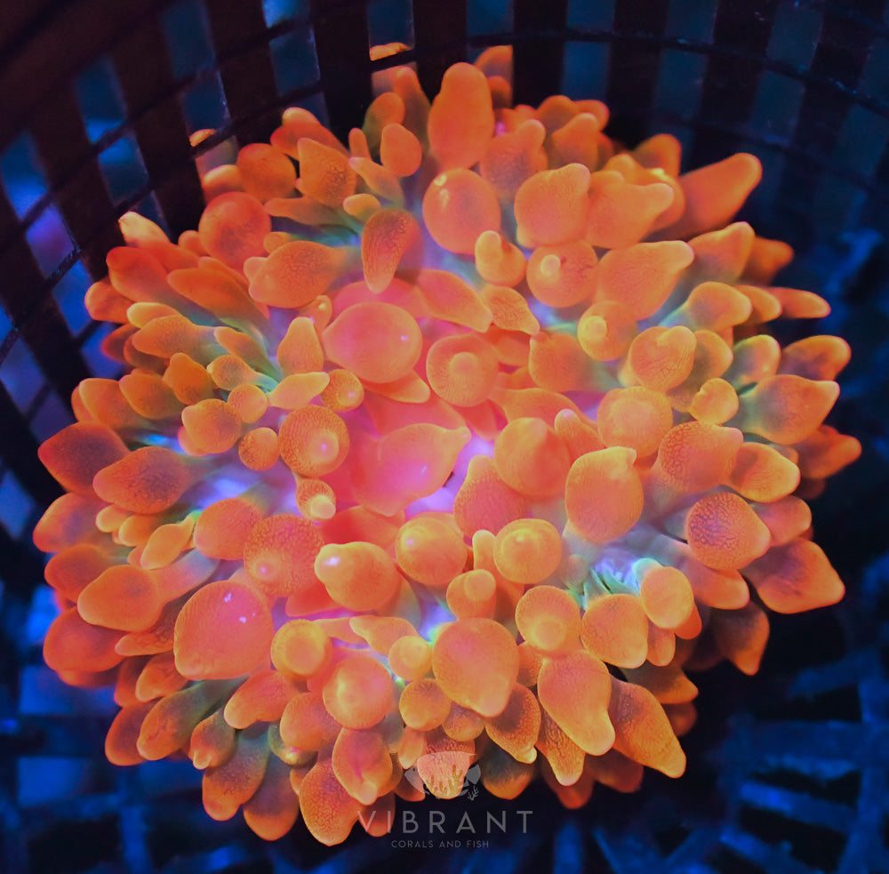 Anemone Ultra