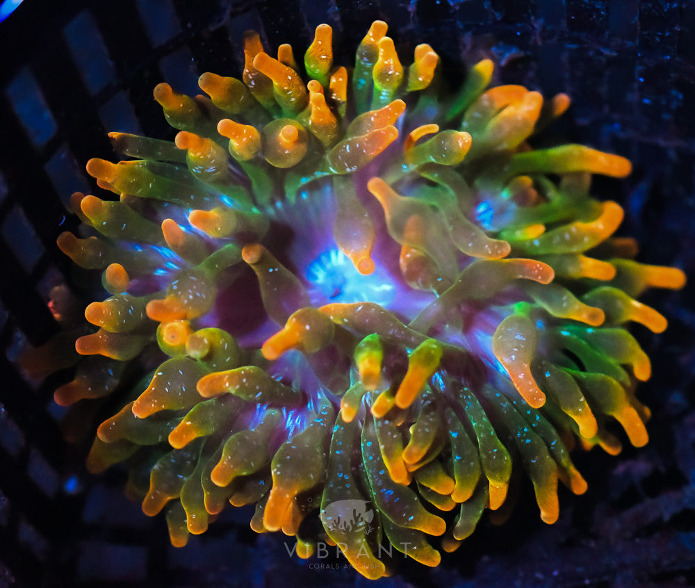 Anemone Ultra