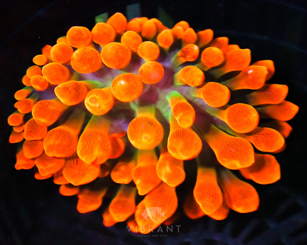 Anemone Ultra